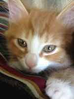 Blurry, low-resolution photo of a kitten